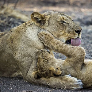 Lioness grooming her cub, Lower Zambezi National Park, Zambia