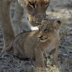 A lioness keeps a careful eye on her cub in the Moremi