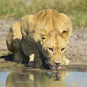 Lioness (Panthera leo), drinking, Savuti, Chobe National Park, Botswana, Africa