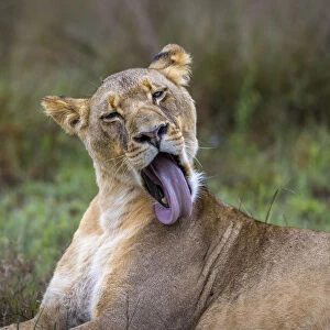 Lioness preening, Liuwa Plain National Park, Zambia