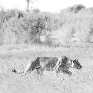 Lioness stalking, Okavango Delta, Botswana