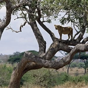 A lioness in a tree in Tarangire National Park