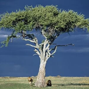Two lions pause beside a Balanites tree in Masai Mara as rain threatens