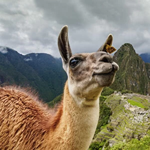 Llama in Machu Picchu, Cusco Region, Peru