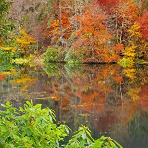 Loch Dunmore Reflections in Autumn, Pitlochry, Tayside Region, Scotland