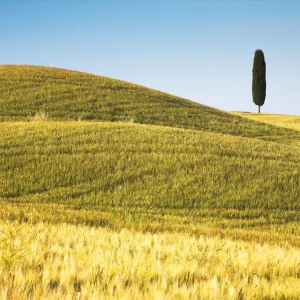 Lone Cypress Tree Print in a Field of Barley, Tuscany Lone Cypress Tree Print in a Field of Barley, Tuscany