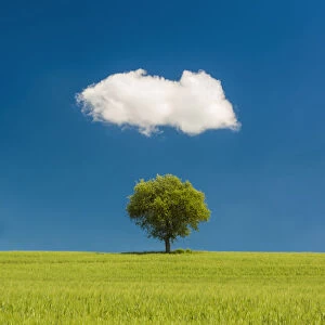 Lone Olive Tree and Cloud, Tuscany, Italy