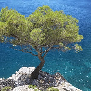 Lone Pine Tree, Les Calanques, Cassis, Provence, France