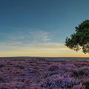 Lone Pinetree in Heather at Sunset, North Yorkshire Moors, England