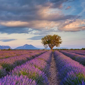 Lone Tree (almond tree) in blooming Lavender field (Lavendula augustifolia), Valensole, Plateau de Valensole, Alpes-de-Haute-Provence, Provence-Alpes-Cote d Azur, Provence, Southern France, France