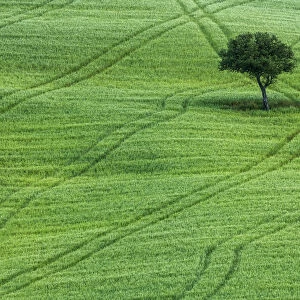Lone Tree in Field of Wheat, Tuscany, Italy