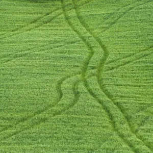 Lone Tree in Field of Wheat, Tuscany, Italy