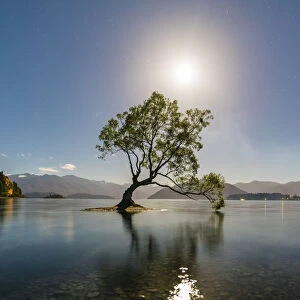 The lone tree in Lake Wanaka under the moonlight. Wanaka, Queenstown Lakes district