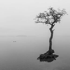 Lone Tree on Loch Lomond, Milarrochy Bay, Stirlingshire, Scotland