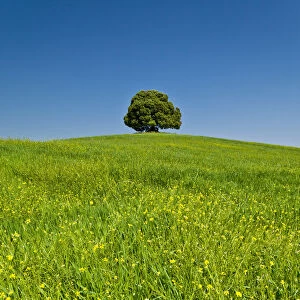Lone Tree in Meadow, Tuscany, Italy