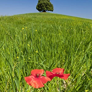 Lone Tree & Two Poppies, Tuscany, Italy