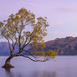 Lone tree in Roys Bay on Wanaka Lake before sunrise, Wanaka, Queenstown-lakes District