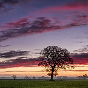 Lone Tree at Sunrise, Norfolk, England