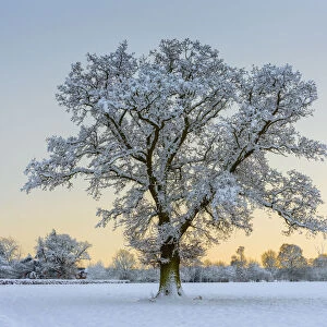 Lone Tree in Winter, Norfolk, England