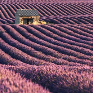 A lonely abandoned farmhouse in the middle of lavenders fields, Provence, France