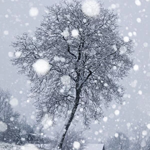 Lonely bare tree under a snowfall, San Gregorio nelle Alpi, Belluno, Veneto, Italy