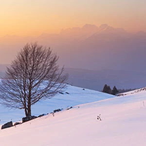 A lonely beech on snowy pastures of Mezzomiglio with Schiara group on background