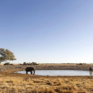 Lonely elephant at the waterhole in Etosha, Namibia, Africa