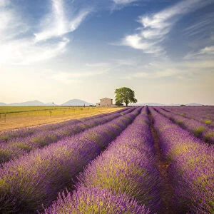 Lonely house surrounded by lavender fields near Valensole, Provence, France