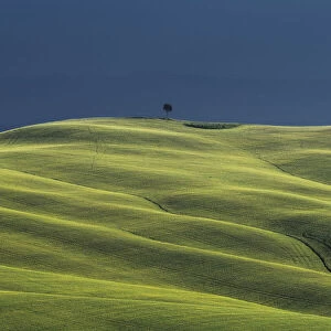 A lonely tree standing on top of the hill. Crete Senesi, Tuscany, Italy