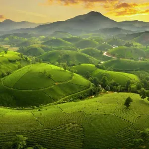 Long Coc tea estates, Phu Tho Province, Vietnam Long Coc tea estates, Phu Tho Province, Vietnam