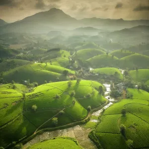 Long Coc tea estates, Phu Tho Province, Vietnam Long Coc tea estates, Phu Tho Province, Vietnam