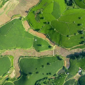 Long Coc tea estates, Phu Tho Province, Vietnam Long Coc tea estates, Phu Tho Province, Vietnam