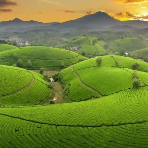 Long Coc tea estates, Phu Tho Province, Vietnam Long Coc tea estates, Phu Tho Province, Vietnam