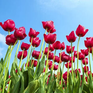 Low angle view of red tulip blossoms against blue sky, Ursem, North Holland, Netherlands