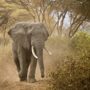 Loxodonta africana (Elephant)