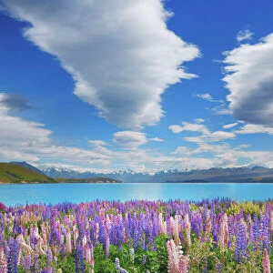 Lupine meadow at Lake Tekapo - New Zealand, South Island, Canterbury, Mackenzie