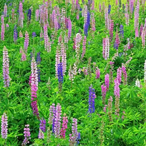 Lupines (Lupinus sp.) blossoms Thunder Bay, Ontario, Canada
