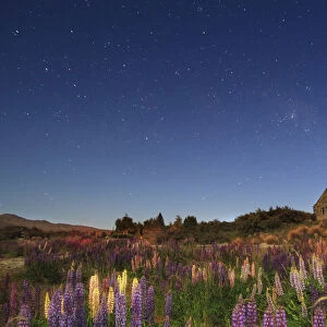 Lupins at night at Lake Tekapo, Canterbury, New Zealand