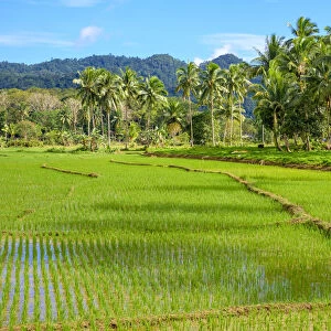 Lush green rice fields, Bilar, Bohol, Central Visayas, Philippines
