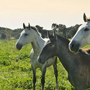 Lusitano portuguese horses in Rio Frio. A purebreed of Portugal