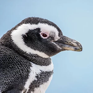 Magellanic penguin (Spheniscus magellanicus) in Caleta Valdes, Valdes Peninsula, UNESCO