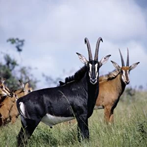A magnificent Sable antelope bull with females and