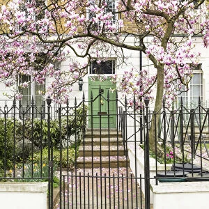Magnolia tree in full bloom outside a house with a green door in Notting Hill, London