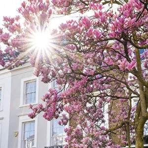 Magnolia tree in blossom, Notting Hill, London, England, UK