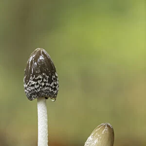 Magpie Inkcap or Magpie fungus (Coprinopsis picacea), New Forest National Park, Hampshire
