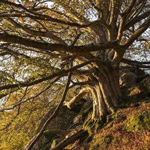 Majestic beech tree in deciduous woodland, Dartmoor, Devon, England
