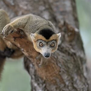 A male crowned lemur