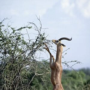 A male gerenuk