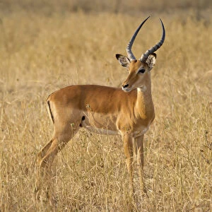 Male Impala antelope, Serengeti National Park, Tanzania