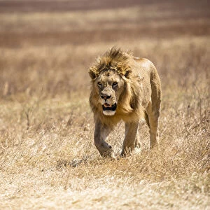 Male Lion, Ngorongoro, Tanzania